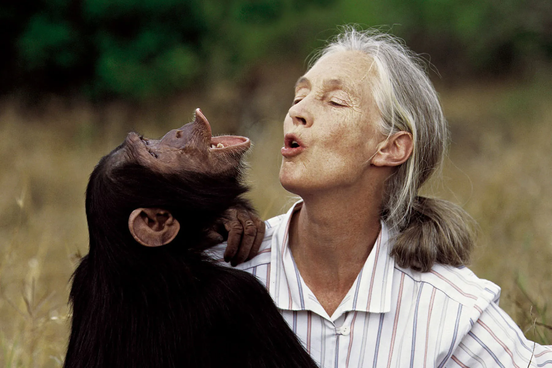 珍·古道尔（Jane Goodall）